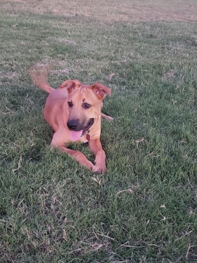 Waggin’ Trail Beal Dog Park - Midland, TX