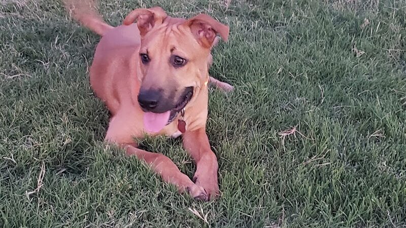 Waggin’ Trail Beal Dog Park - Midland, TX