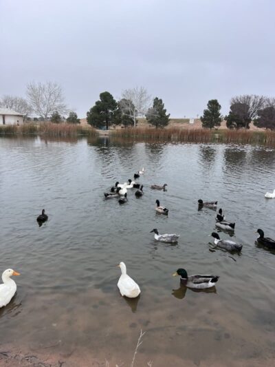 Waggin’ Trail Beal Dog Park - Midland, TX