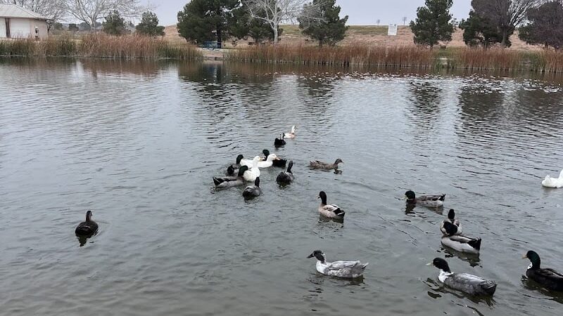 Waggin’ Trail Beal Dog Park - Midland, TX