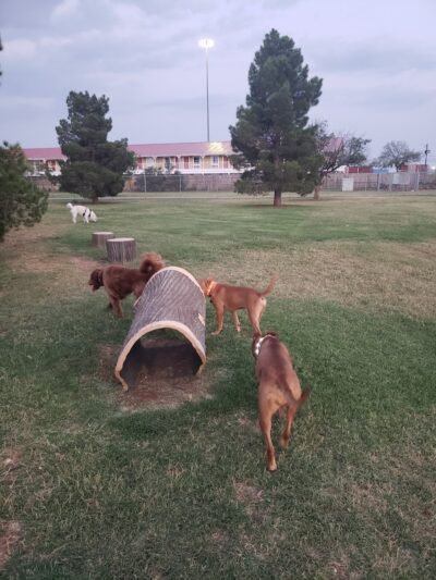 Waggin’ Trail Beal Dog Park - Midland, TX