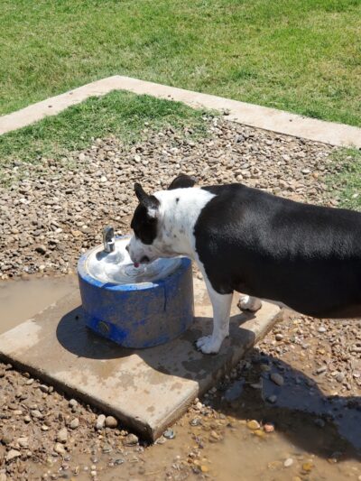 Waggin’ Trail Beal Dog Park - Midland, TX