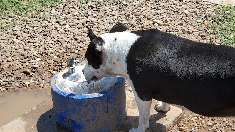 Waggin’ Trail Beal Dog Park - Midland, TX