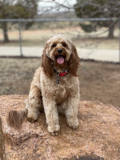 Waggin’ Trail Beal Dog Park - Midland, TX