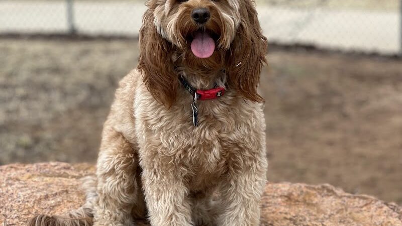 Waggin’ Trail Beal Dog Park - Midland, TX