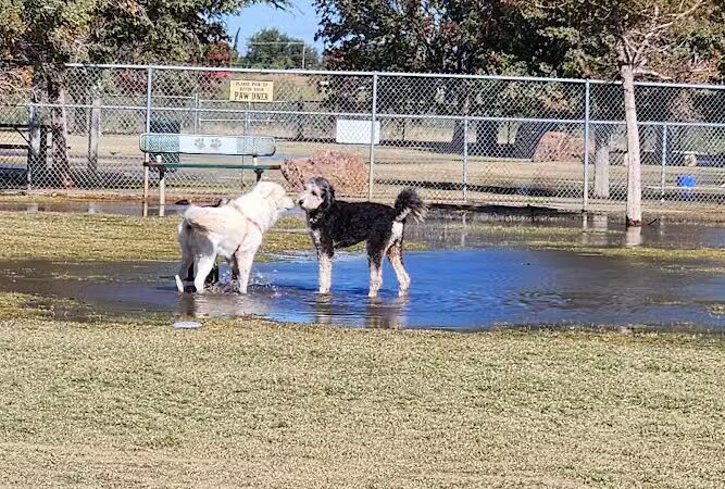 Waggin’ Trail Beal Dog Park - Midland, TX