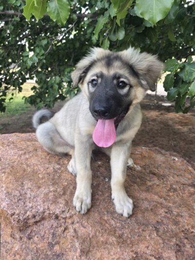 Waggin’ Trail Beal Dog Park - Midland, TX