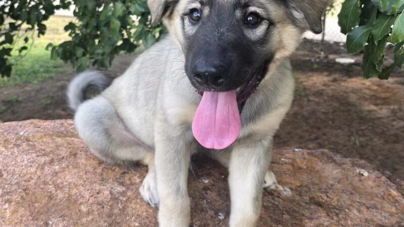 Waggin’ Trail Beal Dog Park - Midland, TX