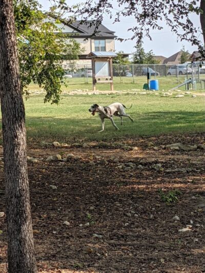 Midlothian Dog Park - Midlothian, TX