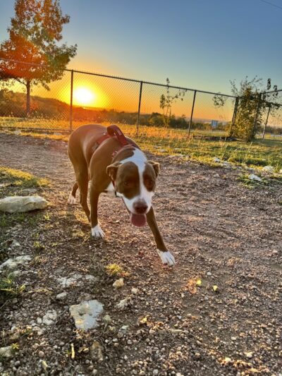 Midlothian Dog Park - Midlothian, TX