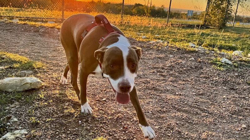 Midlothian Dog Park - Midlothian, TX