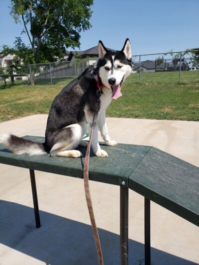 Midlothian Dog Park - Midlothian, TX