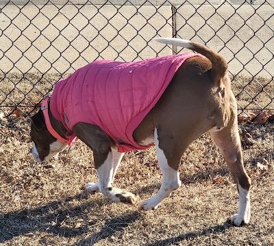 MWC Welcome Center Dog Park - Midwest City, OK