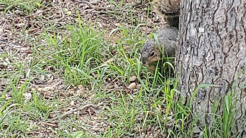 Palmer Loop - North Trailhead - Midwest City, OK