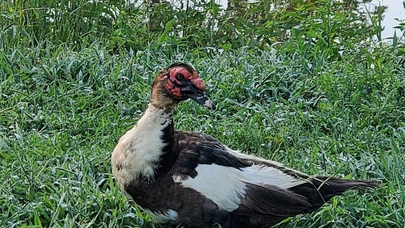 Palmer Loop - North Trailhead - Midwest City, OK
