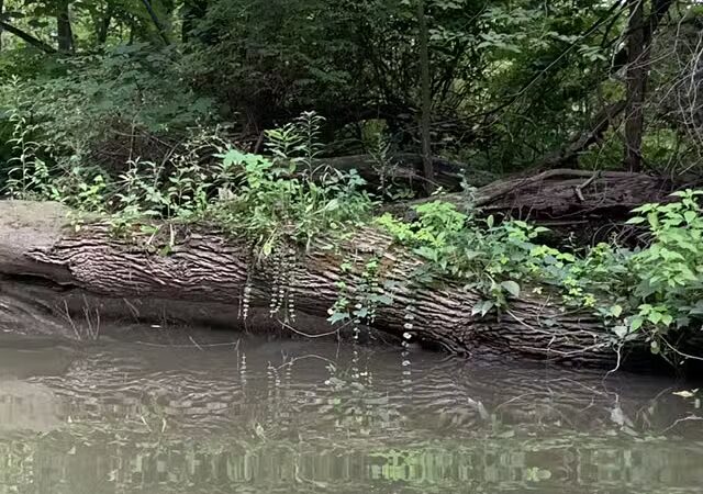 Milan Nature Park - Milan,