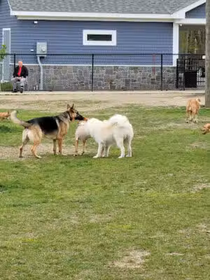 Eisenhower Dog Park - Milford, CT