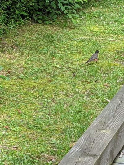 Milford Dog Park - Milford,