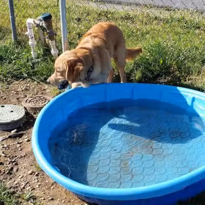 Milford Dog Park - Milford,