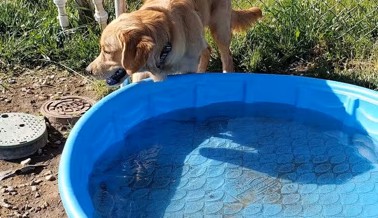 Milford Dog Park - Milford,