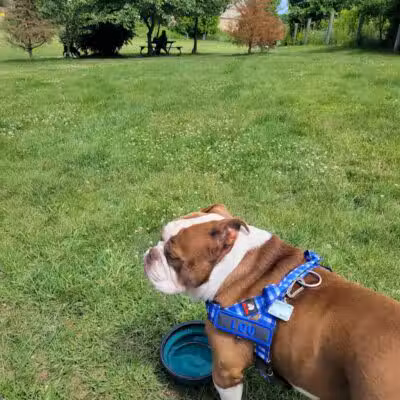 Milford Dog Park - Milford, MI