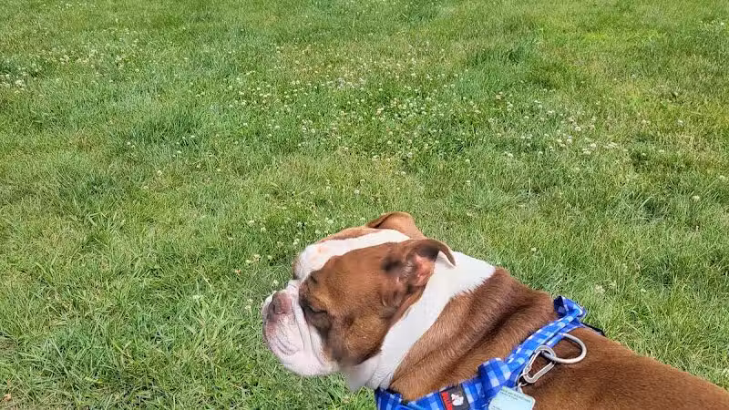 Milford Dog Park - Milford, MI
