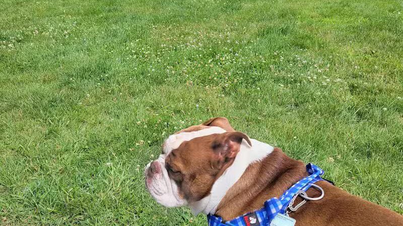 Milford Dog Park - Milford, MI