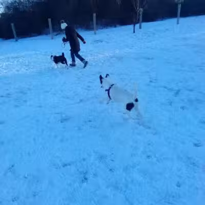Milford Dog Park - Milford, MI