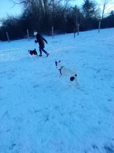 Milford Dog Park - Milford, MI
