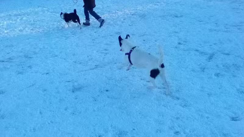 Milford Dog Park - Milford, MI