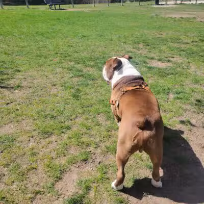 Milford Dog Park - Milford, MI