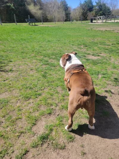 Milford Dog Park - Milford, MI