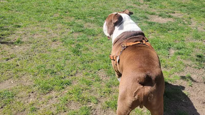 Milford Dog Park - Milford, MI