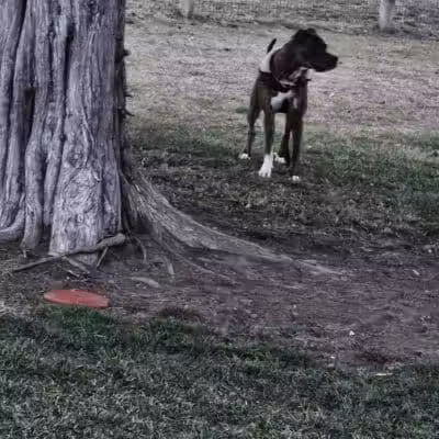 Milford Dog Park - Milford, MI