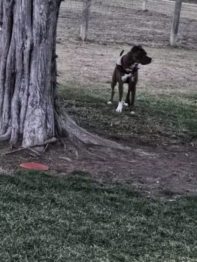 Milford Dog Park - Milford, MI