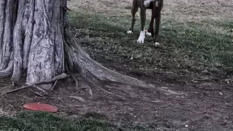 Milford Dog Park - Milford, MI