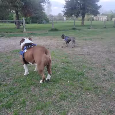 Milford Dog Park - Milford, MI
