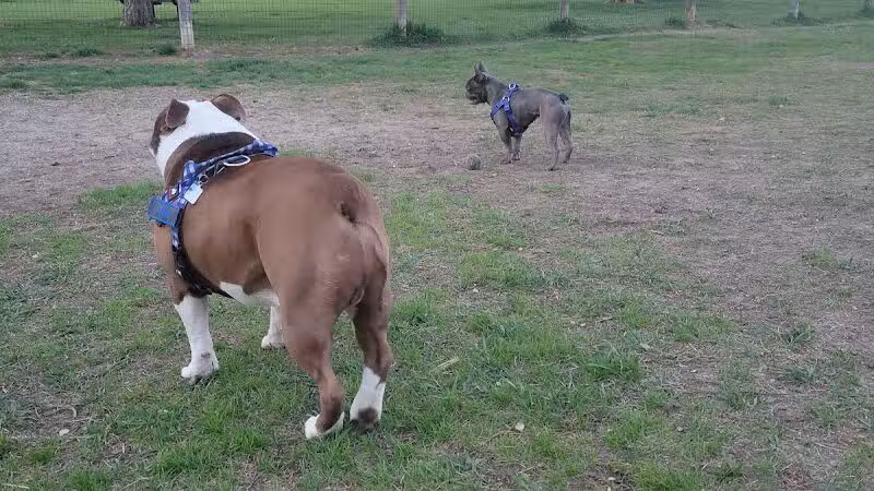 Milford Dog Park - Milford, MI