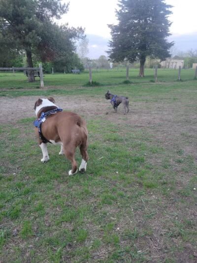 Milford Dog Park - Milford, MI