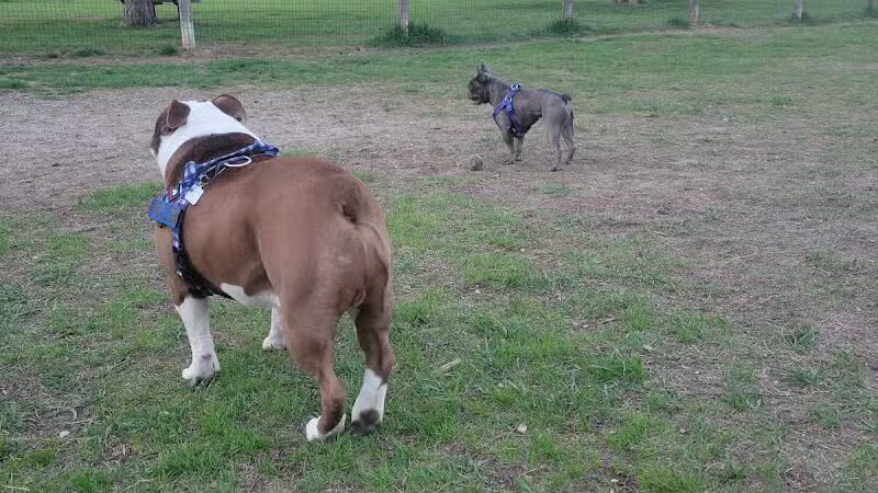 Milford Dog Park - Milford, MI