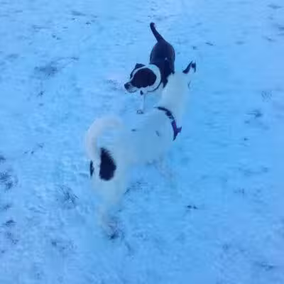 Milford Dog Park - Milford, MI