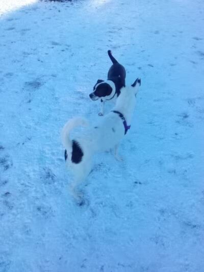 Milford Dog Park - Milford, MI