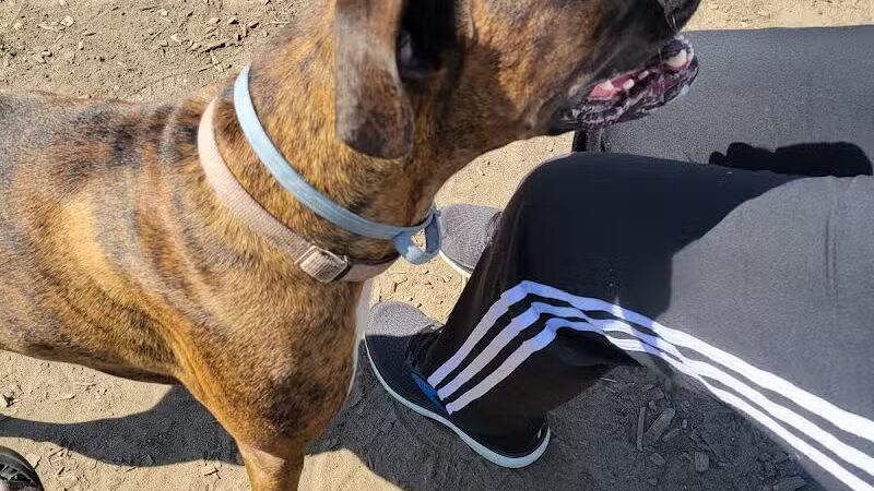 Milford Dog Park - Milford, MI