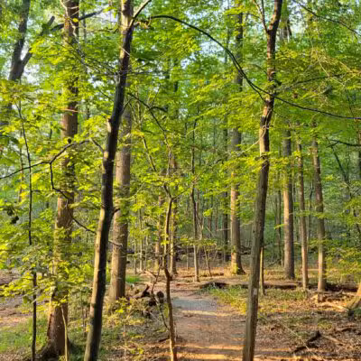 South Mountain - Fairy Trail - Millburn, NJ