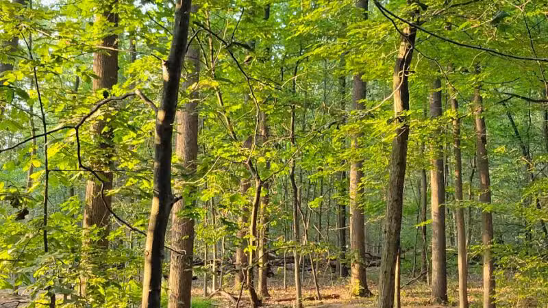 South Mountain - Fairy Trail - Millburn, NJ