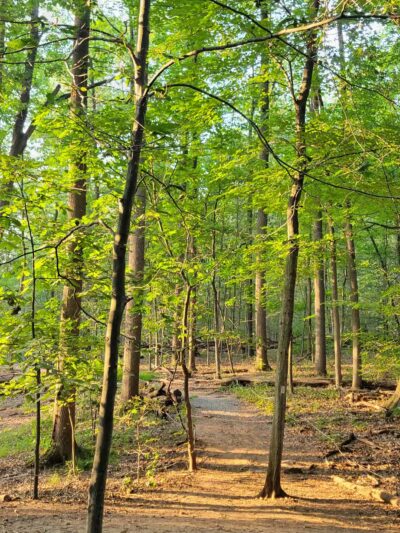 South Mountain - Fairy Trail - Millburn, NJ