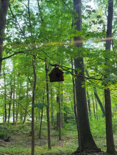 South Mountain - Fairy Trail - Millburn, NJ