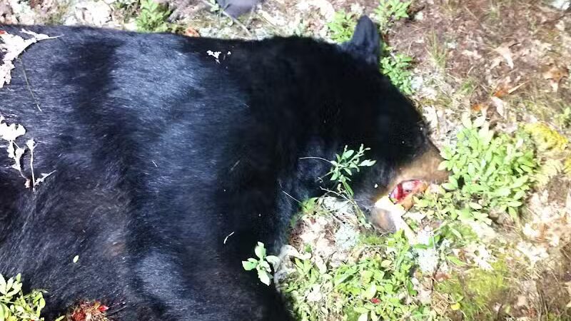 The Dog Outfitters - Millersburg, MI