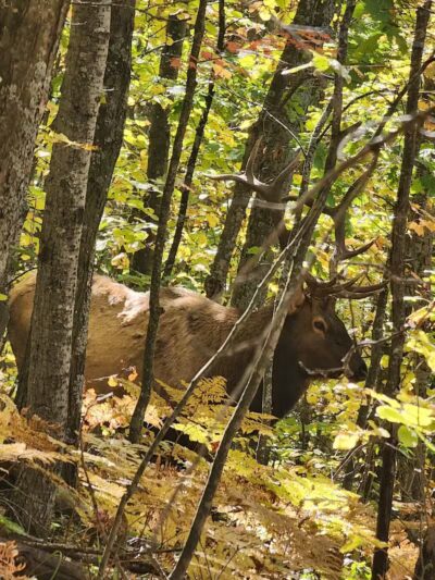 The Dog Outfitters - Millersburg, MI