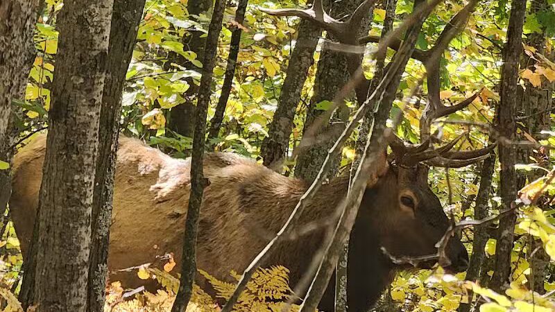 The Dog Outfitters - Millersburg, MI